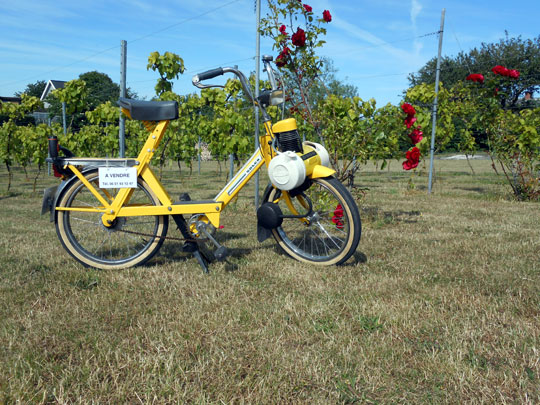 Les vignes du moulin de Aarsdale