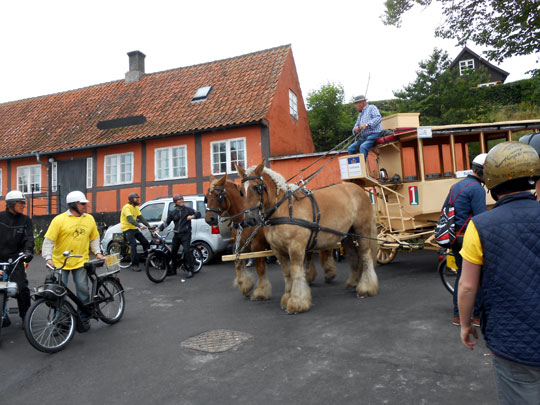 Deux magnifiques chevaux de trait du Jutland (Den jyske hest)