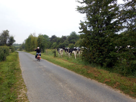 Un toupeau de vaches regardant un solexiste