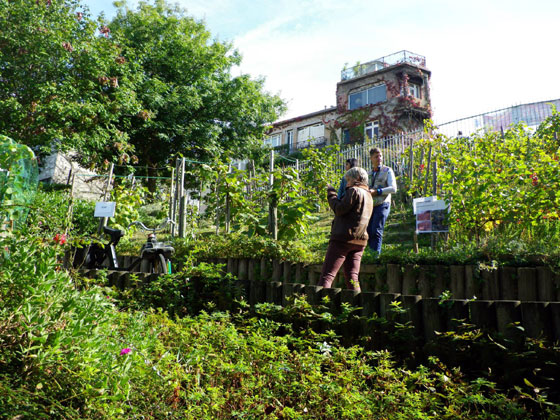 Un Solex 3800 dans le vignoble de la Butte Bergeyre Paris XIX