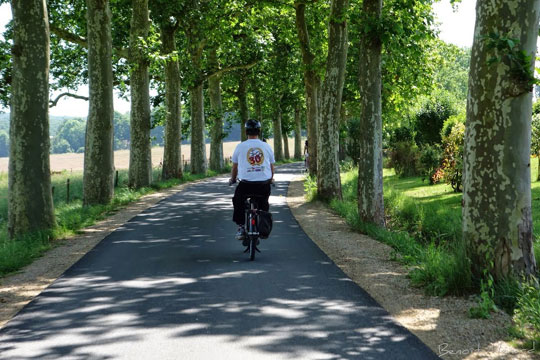Une charmante route bordée de platanes