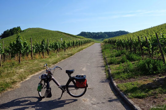 Vue sur le vignoble luxembourgeois