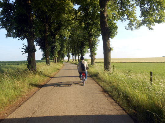 Une route magnifique bordée de tilleuls
