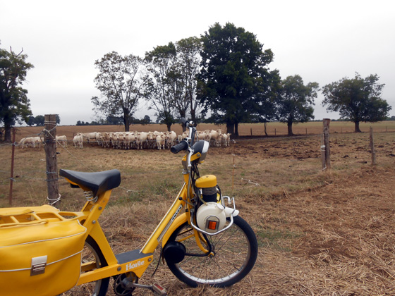 Un troupeau de vaches se posant des questions devant un Solex