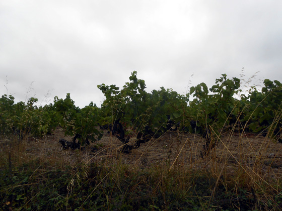 Un vignoble du Muscadet Sèvre et Maine à Saint-Crespin sur Moine