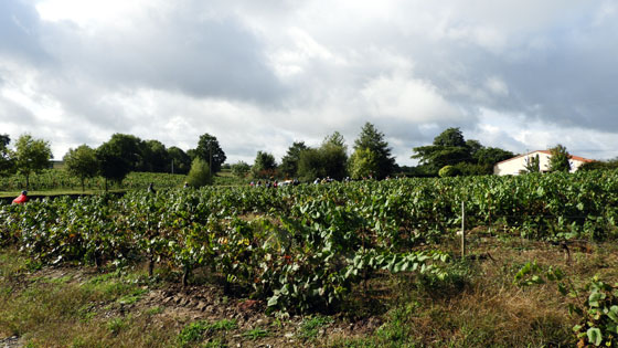 Les vignobles du Domaine Jaumouill&eacute; &agrave; La Noue