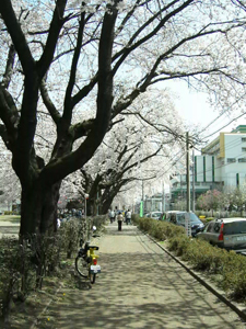 Solex et cerisiers en fleurs